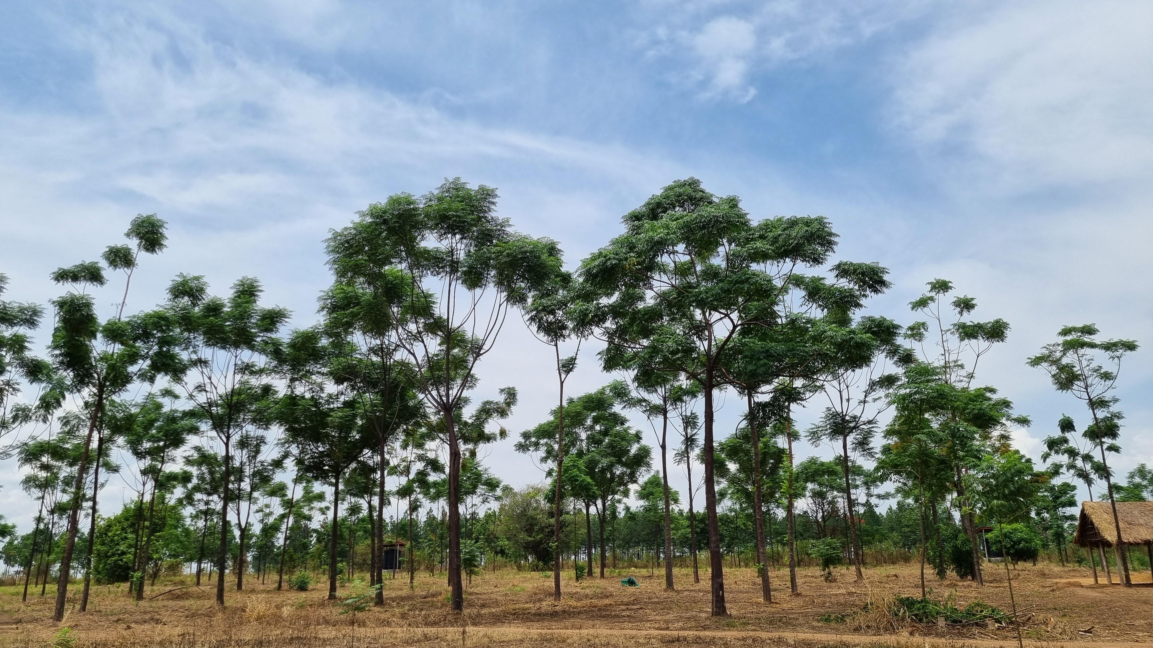 Dokolo Plantation